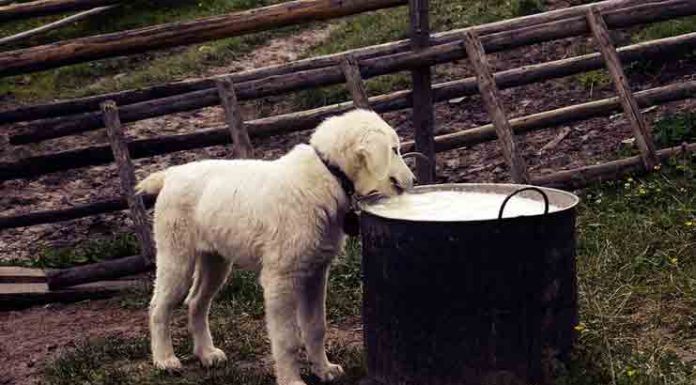 7 Myths About Dog and Cat Food dog food
