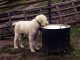 7 Myths About Dog and Cat Food dog food