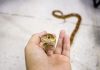 pet snake
