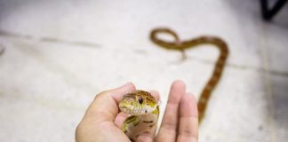 pet snake