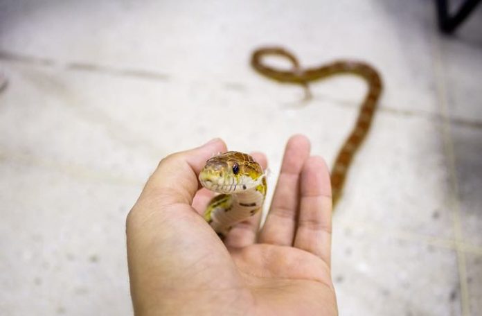 5 Tips For Choosing A Pet Snake – Cobras.org