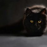 What Sounds Do Cats Like? They Adore Classical Music what music do cats like