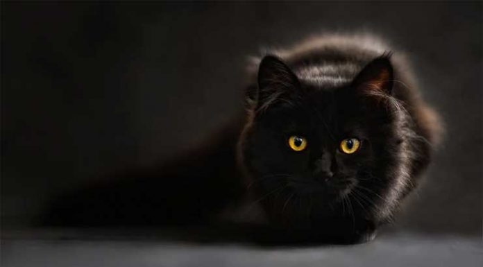 What Sounds Do Cats Like? They Adore Classical Music what music do cats like