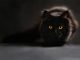 What Sounds Do Cats Like? They Adore Classical Music what music do cats like