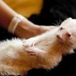 How to Care for Exotic Pets caring for Exotic Pets