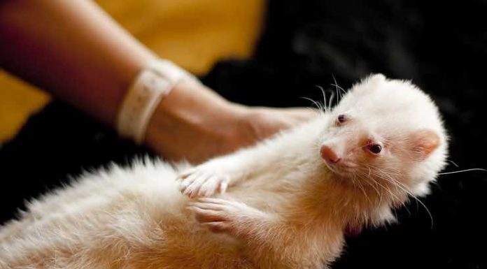How to Care for Exotic Pets caring for Exotic Pets