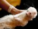 How to Care for Exotic Pets caring for Exotic Pets