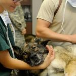 Signs You Need to Take Your Dog to a Veterinarian Signs You Need to Take Your Dog to a Veterinarian