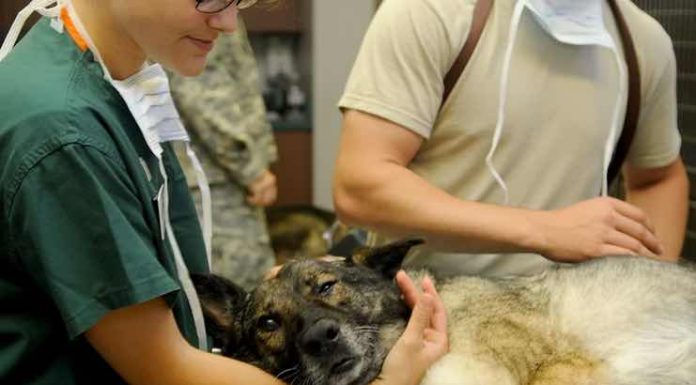 Signs You Need to Take Your Dog to a Veterinarian Signs You Need to Take Your Dog to a Veterinarian