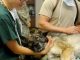 Signs You Need to Take Your Dog to a Veterinarian Signs You Need to Take Your Dog to a Veterinarian