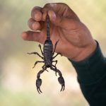 Thinking of Buying an Exotic Pet? Read This First Buying an Exotic Pet
