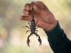 Thinking of Buying an Exotic Pet? Read This First Buying an Exotic Pet