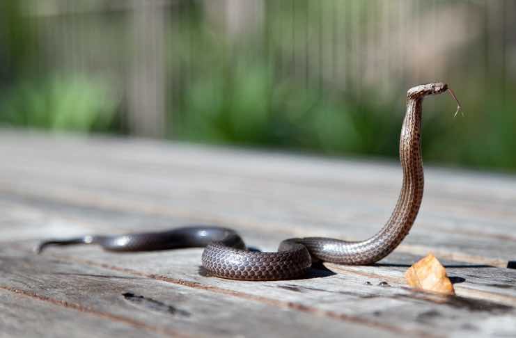 How to Keep Snakes Away From Your Home