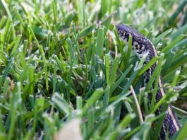 5 Tips How to Keep Snakes Away From Your Home Keep Snakes Away From Your Home