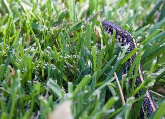 Keep Snakes Away From Your Home
