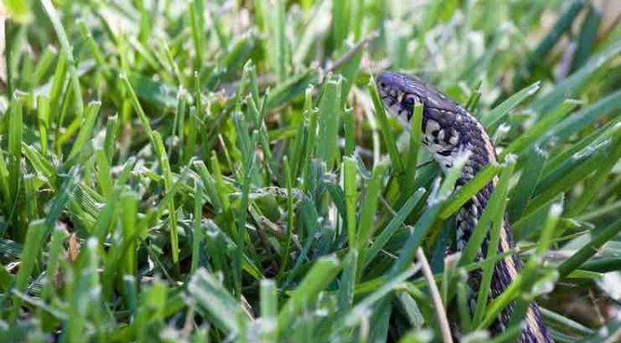 5 Tips How to Keep Snakes Away From Your Home Keep Snakes Away From Your Home
