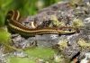 Garter snake in your garden