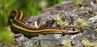 What Kind of Snakes Do You Want in Your Garden? Garter snake in your garden