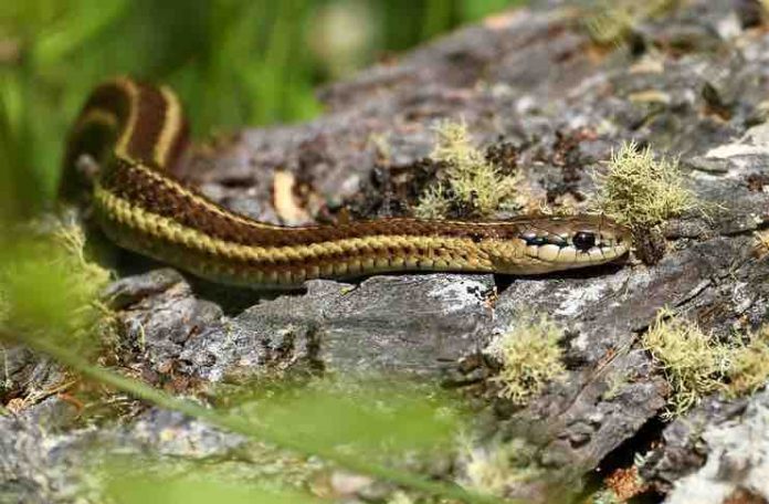 Garter snake in your garden