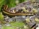 What Kind of Snakes Do You Want in Your Garden? Garter snake in your garden