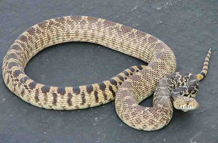 Gopher snake