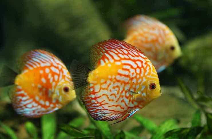 freshwater fish for Aquarium