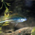 Types of Freshwater Fish for a Completely Unique Aquarium types of freshwater fish