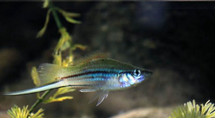 Types of Freshwater Fish for a Completely Unique Aquarium types of freshwater fish