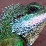 What to Do When Your Exotic Pet is Sick exotic pet is sick