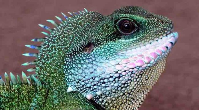 What to Do When Your Exotic Pet is Sick exotic pet is sick