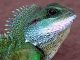 What to Do When Your Exotic Pet is Sick exotic pet is sick