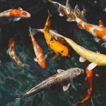 3 Good Reasons to Have a Small Garden Pond In Your Home garden pond
