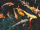 3 Good Reasons to Have a Small Garden Pond In Your Home garden pond