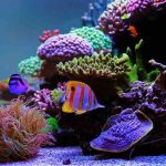 Tips on Setting Up a New Aquarium New Aquarium