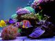 Tips on Setting Up a New Aquarium New Aquarium