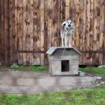 How Does an Electric Dog Fence Work? electric fence for a dog