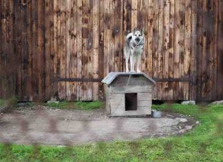 electric fence for a dog