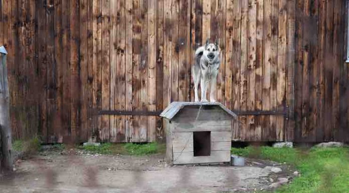 How Does an Electric Dog Fence Work? electric fence for a dog