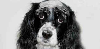 choosing a dog shampoo for itching