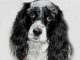 Choosing the Right Dog Shampoo for Itching choosing a dog shampoo for itching