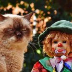 The Best Gifts to Give To a Cat best cat gifts