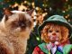 The Best Gifts to Give To a Cat best cat gifts