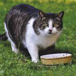 8 Ways to Improve Your Cat’s Diet tips for cat's diet