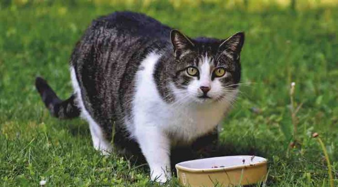 8 Ways to Improve Your Cat’s Diet tips for cat's diet