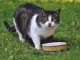 8 Ways to Improve Your Cat’s Diet tips for cat's diet
