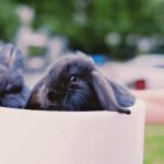 How to Take Care of A Pet Rabbit