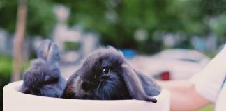 How to Take Care of A Pet Rabbit