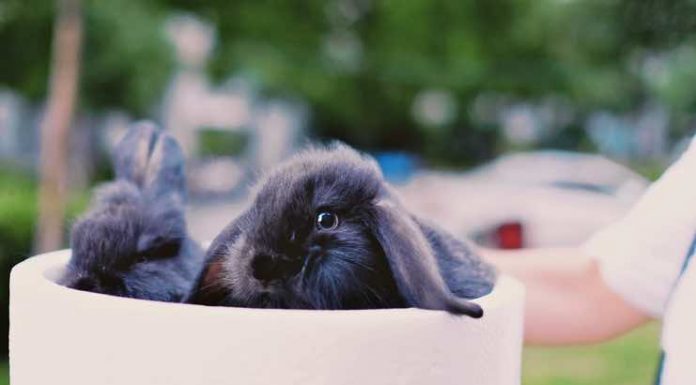 6 Tips On How to Take Care of A Pet Rabbit How to Take Care of A Pet Rabbit