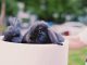 6 Tips On How to Take Care of A Pet Rabbit How to Take Care of A Pet Rabbit