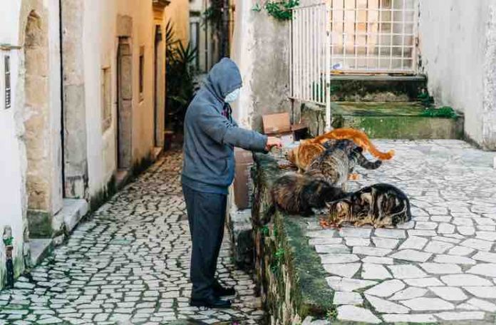 DO CATS HAVE PSYCHOLOGICAL PROBLEMS visual data 3